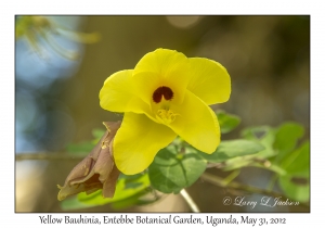 Yellow Bauhinia