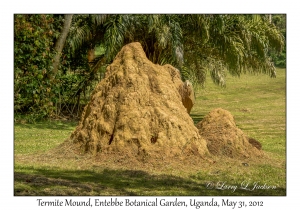 Termite Mound