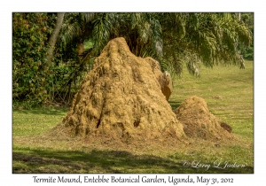 Termite Mound