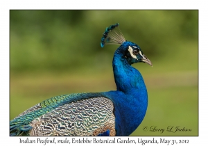 Indian Peafowl, male