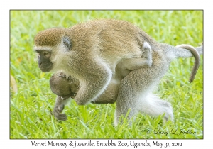 Vervet Monkeys