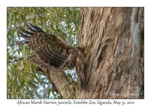 African Marsh Harrier, juvenile