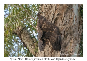 African Marsh Harrier, juvenile