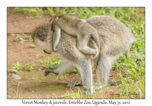 Vervet Monkeys