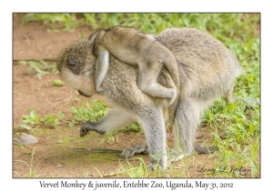 Vervet Monkeys