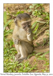 Vervet Monkey, juvenile