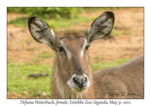 Defassa Waterbuck, female