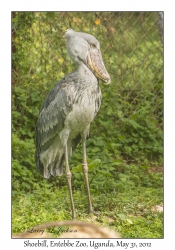 Shoebill