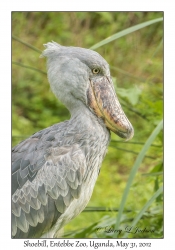 Shoebill