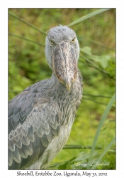 Shoebill