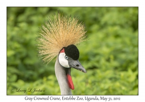 Gray Crowned Crane