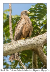 Black Kite