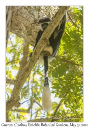 Guereza Colobus