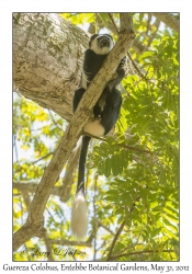 Guereza Colobus