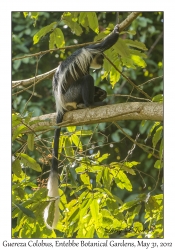 Guereza Colobus