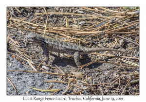 Coast Range Fence Lizard