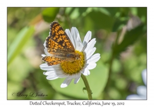 Dotted Checkerspot