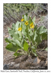 Mule Ears