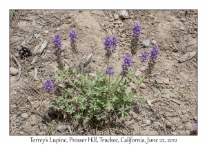 Torrey's Lupine