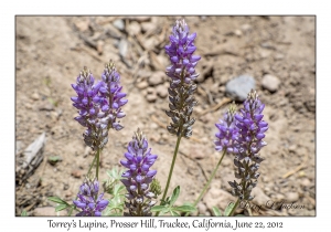 Torrey's Lupine