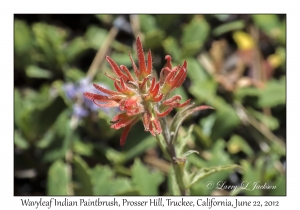 Wavyleaf Indian Paintbrush