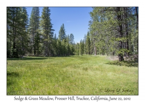 Sedge & Grass Meadow