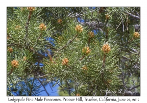 Lodge Pole Pine