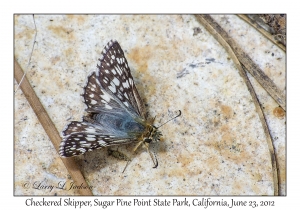 Checkered Skipper