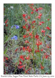Scarlet Gilia