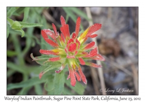 Wavyleaf Indian Paintbrush