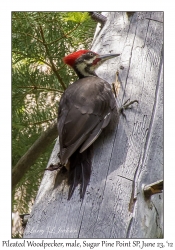 Pileated Woodpecker, male