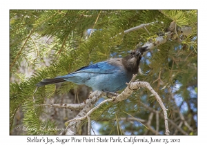Steller's Jay