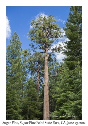 Sugar Pine