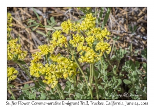 Sulfur Flower