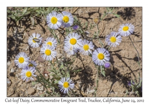 Cut-leaf Daisy