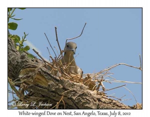 White-winged Dove