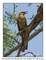 Great-tailed Grackle, female