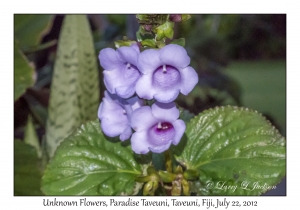 Unknown Flowers