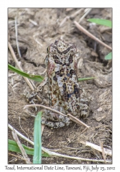 Unknown Toad