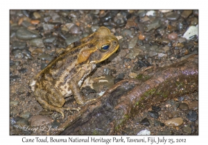 Cane Toad