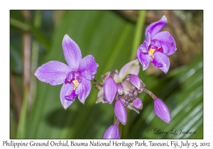 Philippine Ground Orchid