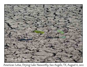 American Lotus in drying Lake