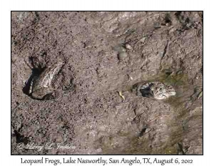 Leopard Frogs