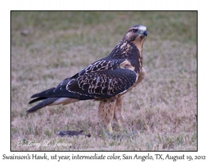 Swainson's Hawk, 1st year