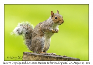 Sciurus carolinensis