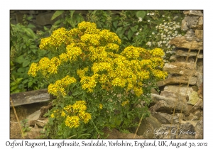 Senecio squalidus