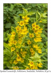 Lysimachia punctata