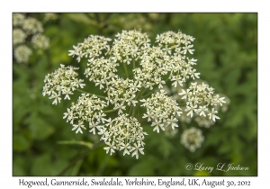 Heracleum sphondylium