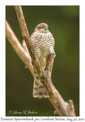 Accipiter nisus