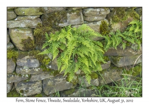 Fence Fern